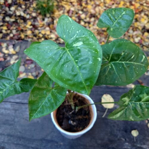 Syngonium podophyllum "Panda"