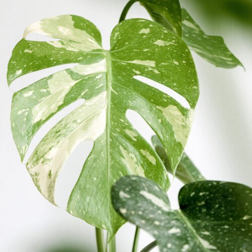 Monstera deliciosa "Albo-Variegata"